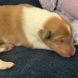 June - Sable merle and white female Collie puppy in Yulee, Florida from Three Collie Farm