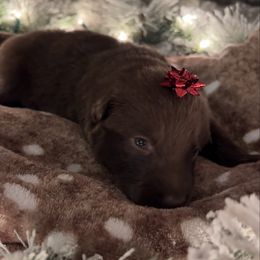 Blue color - Liver male German Shepherd puppy in Marion, Ohio from Legacy K9’s