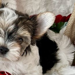 Biewer Terriers from J'adore Biewers