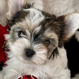 Biewer Terriers from J'adore Biewers