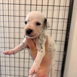 Girl 4 - White and black female Dalmatian puppy in Toledo, Ohio from Exquisite Dalmatians & Standard Poodles