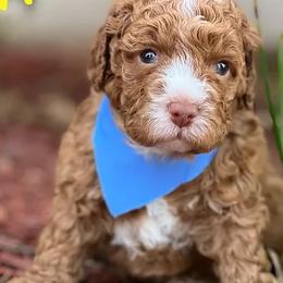 Australian Labradoodles from The Kindred Doodle Co.