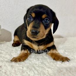Boy 3 - Black and tan male Dachshund puppy in Lakeland, Florida from Ruthie’s Rich Mini Dachshunds
