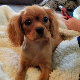Cavalier King Charles Spaniel Puppies from Annie's Puppies