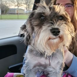 Miniature Schnauzers and Shih Tzus from Playhouse Puppies