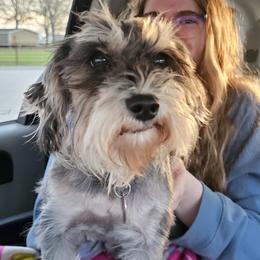 Miniature Schnauzers and Shih Tzus from Playhouse Puppies