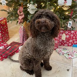 Palmer - Labradoodle