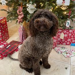 Palmer - Labradoodle