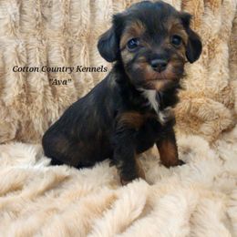 Ava - Sable female Aussiedoodle puppy in Vinemont, Alabama from Cotton Country Kennels