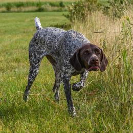 Dolly - German Shorthaired Pointer