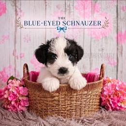 Lily - Parti female Miniature Schnauzer puppy in Winter Haven, Florida from The Blue Eyed Schnauzer