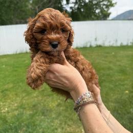 Cedar - Red male Cavapoo puppy in Spanish Fork, Utah from Poseydoodle