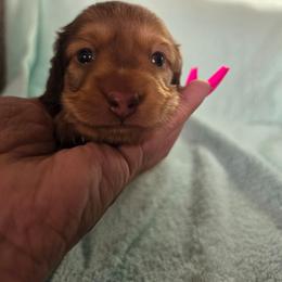 Vanilla Bean - Chocolate Based Cream - Chocolate male Dachshund puppy in Pueblo, Colorado from HotDachs