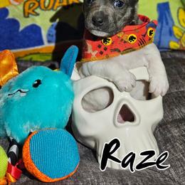 Raze - White and blue male Rat Terrier puppy in Lynn, Alabama from Cryptic Rat Terriers