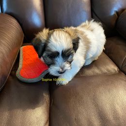Sophie - Gold sable female Havanese puppy in Hudson, New York from Havanese of Claverack and Hudson Valley Labradors