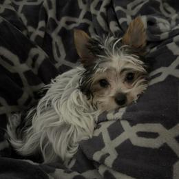 Calli - Parti female Yorkshire Terrier puppy in Walker, Louisiana from Precious Yorkies