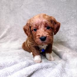 F1B Small Goldendoodle Remi - Apricot male Goldendoodle puppy in Redding, California from Casa Delarosa Poodles & Doodles Collective