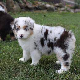 Willow - Blue merle female Australian Shepherd puppy in Bagley, Iowa from Diamond M Aussies