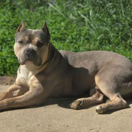 Loki - Blue fawn male American Bully puppy in Lexington, Kentucky from Deuce's Den