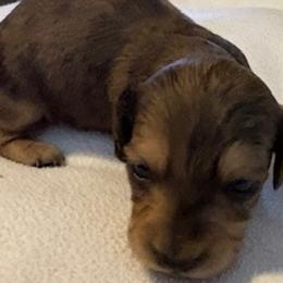 Dapper Dan Male CKC certified - Dapple male Dachshund puppy in Oklahoma City, Oklahoma from Diana's Dachshunds CKC certified!