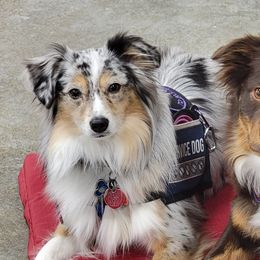 Miniature American Shepherds from Mini American Heros
