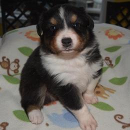 Nutmeg - Black & white male Australian Shepherd puppy in Russell Springs, Kentucky from Maggie Withers' Australian Shepherds