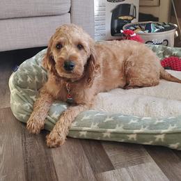 Lilly - Goldendoodle