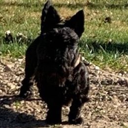 Scottish Terriers from Rudy’s Scottish Terrier