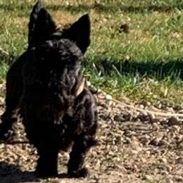 Scottish Terriers from Rudy’s Scottish Terrier
