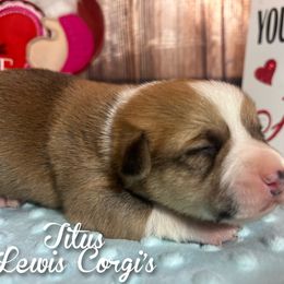 Australian Shepherd and Pembroke Welsh Corgi Puppies from Lewis Aussie’s & Corgi’s