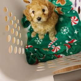 Cavapoo Puppies from Jessie's Puppies