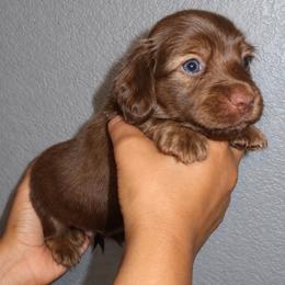 Hershey - Chocolate male Dachshund puppy in Coachella, California from Liliana's Dachshunds
