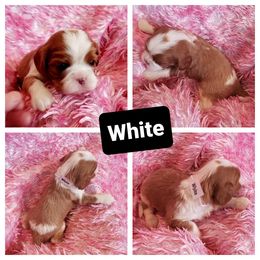 Cavalier King Charles Spaniel Puppies from Above All Else Love
