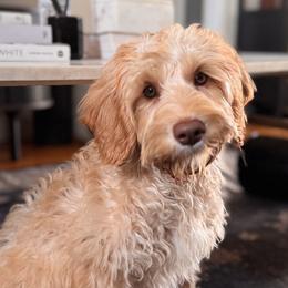 Huck - Cream male Australian Labradoodle puppy in Morgan Hill, California from Loving Labradoodle