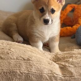 Elsie - Red female Pembroke Welsh Corgi puppy in Hawi, Hawaii from Corgis Hawaii Pleasantstone Aloha Corgis