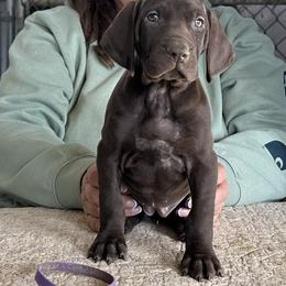 Purple Girl - Liver female German Shorthaired Pointer puppy in Dearborn, Missouri from Hardwood Kennels