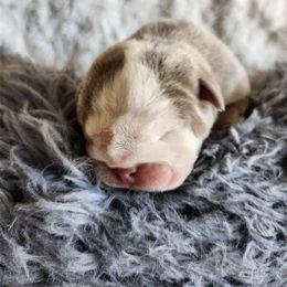 Albert - Fawn and brindle male Bulldog puppy in Phoenix, Arizona from Hamalini Bulldogs LLC