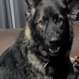 Ozzy - German Shepherd