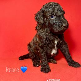 Reece - Brown male Poodle puppy in Snellville, Georgia from Felicia's French Bulldogs