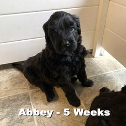 Girl 1 - Portuguese Water Dog puppy in Lakeview, Michigan from Cedar Creek Portuguese Water Dogs