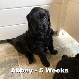 Girl 1 - Portuguese Water Dog puppy in Lakeview, Michigan from Cedar Creek Portuguese Water Dogs