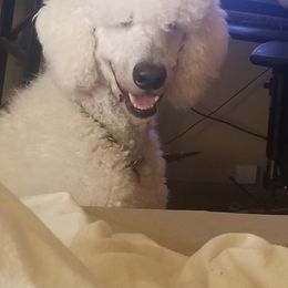 Poodle Puppies from Standard Hearts