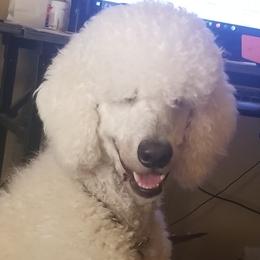 Poodle Puppies from Standard Hearts