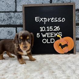 Expresso - Dapple male Dachshund puppy in Goodyear, Arizona from AZ Low Life Doxies