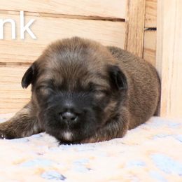 Tink - Brown female Lhasa Apso puppy in Jefferson, New York from Absolute Lhasa Love