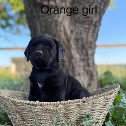 Orange Girl (Black) - Black Labrador Retriever puppy in Corning, California from Raven's Labradors
