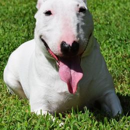 Miniature Bull Terrier Puppies from Rossi River Minibulls