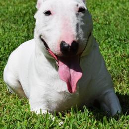 Miniature Bull Terrier Puppies from Rossi River Minibulls