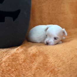 Deisy - White female Maltese puppy in Asheville, North Carolina from TCBs Glowing Maltese