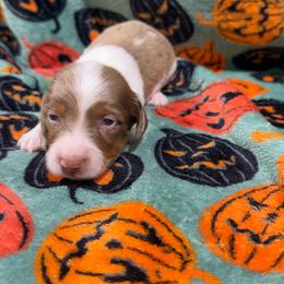 Acorn - Dapple male Dachshund puppy in Mansfield, Missouri from Owens Farm